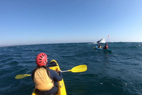 Kayaking With Dolphins In Byron Bay Guided Tour - Accommodation Mermaid Beach 3