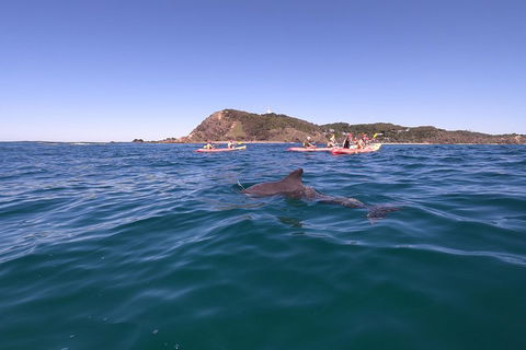 Kayaking With Dolphins In Byron Bay Guided Tour - Accommodation Mermaid Beach 5