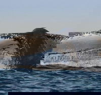 Sydney Whale-Watching Cruise Including Lunch or Breakfast - Accommodation Mermaid Beach