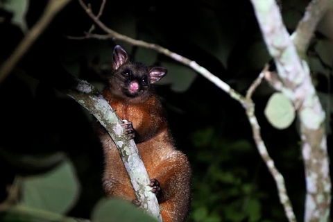 Atherton Tablelands Rain Forest By Night From Cairns - Accommodation Mermaid Beach 4