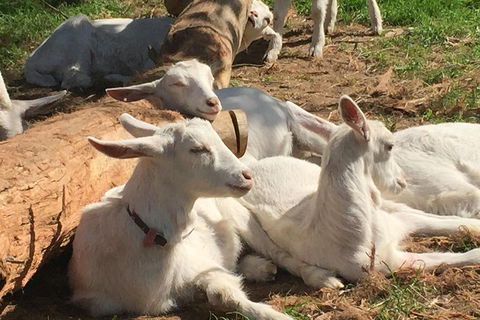 Mornington Peninsula Winery Tours With Cheese, Chocolate Tastings From Melbourne - Accommodation Mermaid Beach 0