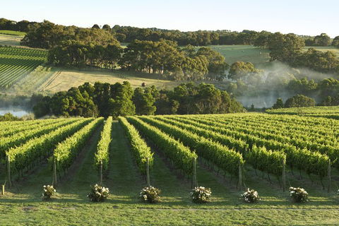 Mornington Peninsula Winery Tours With Cheese, Chocolate Tastings From Melbourne - Accommodation Mermaid Beach 4