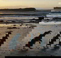 Phillip Island Penguin Parade Day Trip with Koala Conservation Reserve Visit - Accommodation Mermaid Beach