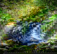 Day Tour in Mt. Field Mt. Wellington Bonorong Wildlife Sanctuary and Richmond - Accommodation Mermaid Beach