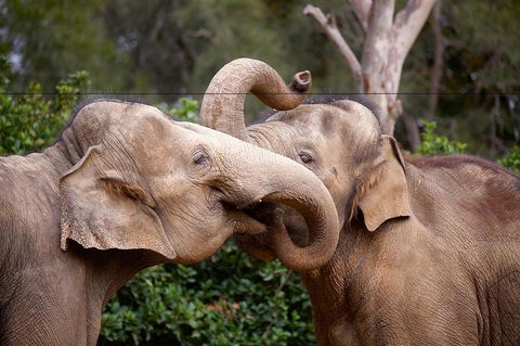 Melbourne Zoo General Entry Ticket - Accommodation Mermaid Beach 0