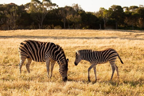 Sunset Safari At Werribee Open Range Zoo - Accommodation Mermaid Beach 3