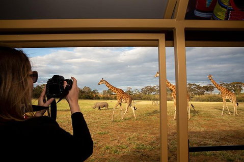 Sunset Safari At Werribee Open Range Zoo - Accommodation Mermaid Beach 4
