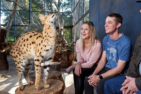 African Cat Encounter At Werribee Open Range Zoo - Accommodation Mermaid Beach 0