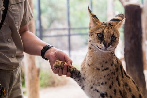 African Cat Encounter At Werribee Open Range Zoo - Accommodation Mermaid Beach 1