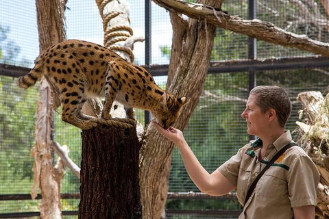 African Cat Encounter At Werribee Open Range Zoo - Accommodation Mermaid Beach 2