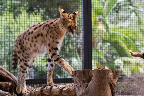 African Cat Encounter At Werribee Open Range Zoo - Accommodation Mermaid Beach 3