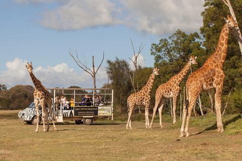 Off-Road Safari At Werribee Open Range Zoo - Accommodation Mermaid Beach 3