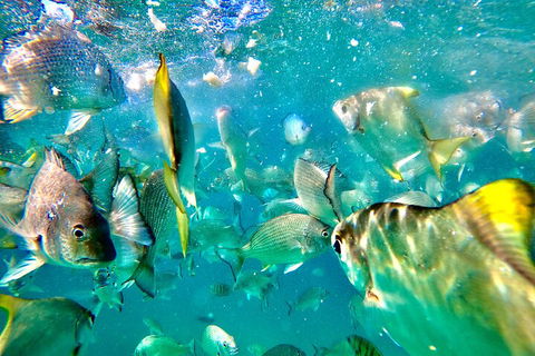 Moreton Island Day Trip (Kayak, Snorkel & Sandboard) Frm Brisbane Or Gold Coast - Accommodation Mermaid Beach 1