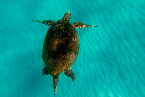 2-Day Moreton Island Tour From Brisbane Or Gold Coast With Optional Nighttime Kayaking - Accommodation Mermaid Beach 5