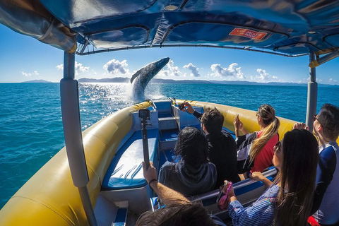 Ocean Rafting Tour To Whitehaven Beach, Hill Inlet Lookout & Top Snorkel Spots - Accommodation Mermaid Beach 4