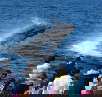 Tangalooma Island Resort Whale Watching Day Cruise - Accommodation Mermaid Beach