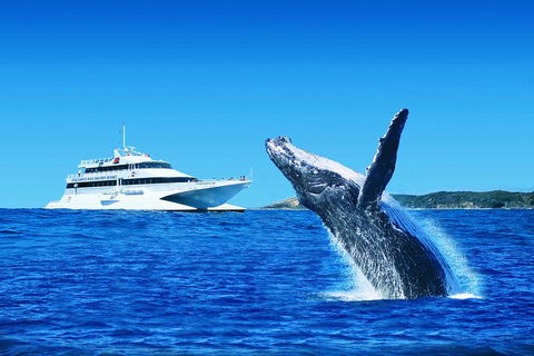 Tangalooma Island Resort Whale Watching Day Cruise - Accommodation Mermaid Beach 1