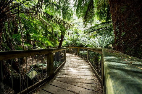 Melbourne To Adelaide South East Coast 3 Day Overland Tour - Accommodation Mermaid Beach 1
