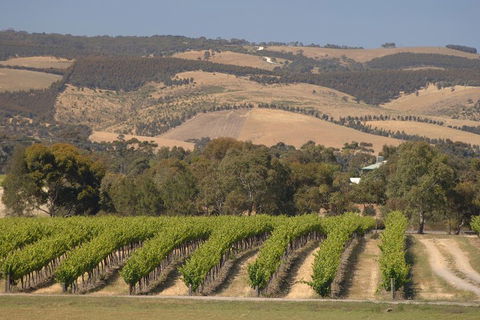 McLaren Vale And Glenelg Wine Tasting And Sightseeing (Half-day Afternoon) - Accommodation Mermaid Beach 2