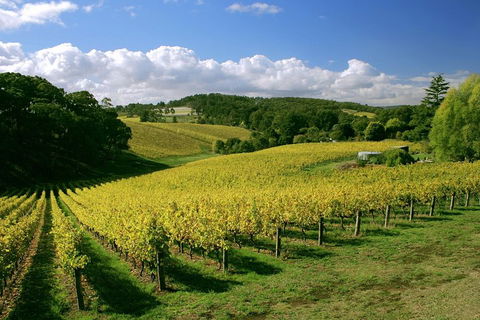 McLaren Vale And Glenelg Wine Tasting And Sightseeing (Half-day Afternoon) - Accommodation Mermaid Beach 4