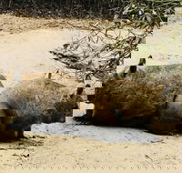 Phillip Island Penguin Parade Brighton Bathing Boxes and Wildlife Park Tour - Accommodation Mermaid Beach