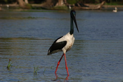 Litchfield And Jumping Crocodiles Full Day Trip From Darwin - Accommodation Mermaid Beach 1