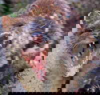 After Dark Tasmanian Devil Feeding Tour at Cradle Mountain - Accommodation Mermaid Beach