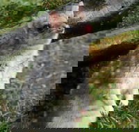 1-Hour Tasmanian Devil Feeding Day Tour at Cradle Mountain - Accommodation Mermaid Beach