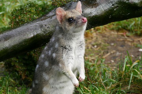1-Hour Tasmanian Devil Feeding Day Tour At Cradle Mountain - Accommodation Mermaid Beach 0