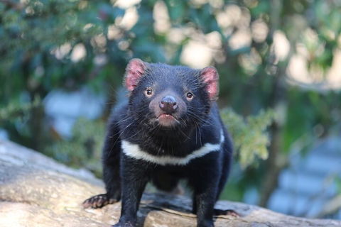 1-Hour Tasmanian Devil Feeding Day Tour At Cradle Mountain - Accommodation Mermaid Beach 1