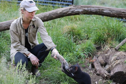 1-Hour Tasmanian Devil Feeding Day Tour At Cradle Mountain - Accommodation Mermaid Beach 2