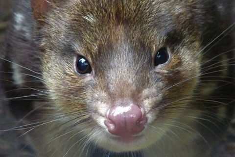 1-Hour Tasmanian Devil Feeding Day Tour At Cradle Mountain - Accommodation Mermaid Beach 3