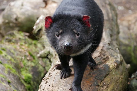 1-Hour Tasmanian Devil Feeding Day Tour At Cradle Mountain - Accommodation Mermaid Beach 4
