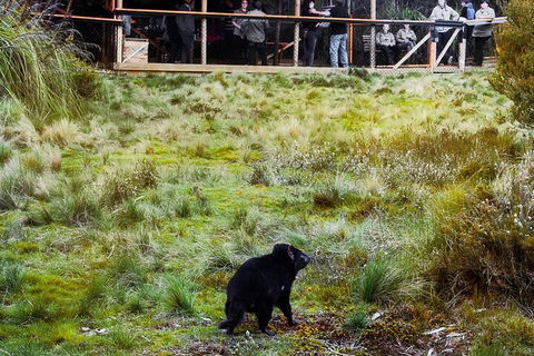 1-Hour Tasmanian Devil Feeding Day Tour At Cradle Mountain - Accommodation Mermaid Beach 5
