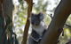 Healesville Sanctuary And Phillip Island Wildlife Bus Tour - thumb 0