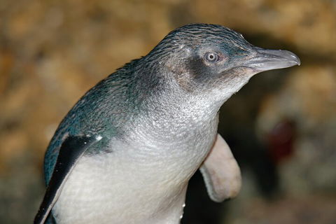 Healesville Sanctuary And Phillip Island Wildlife Bus Tour - Accommodation Mermaid Beach 4