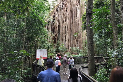 4-Day Cairns Ultimate Combo: Daintree Rainforest, Reef, Kuranda & Paronella Park - Accommodation Mermaid Beach 5