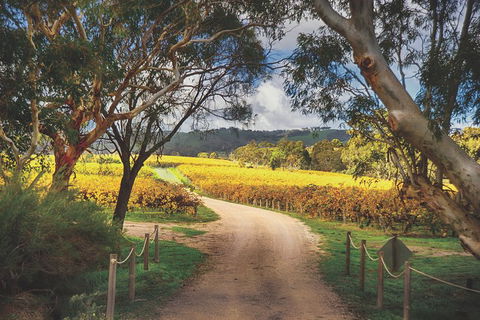 McLaren Vale Winery Small Group Tour With Wine Tasting And Lunch - Accommodation Mermaid Beach 1