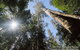 Mt Field And Styx Valley Photography Tour - thumb 1