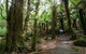 Mt Field And Styx Valley Photography Tour - thumb 2