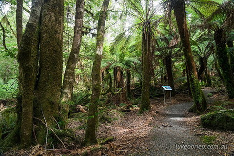 Mt Field And Styx Valley Photography Tour - Accommodation Mermaid Beach 2
