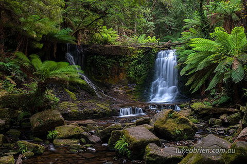 Mt Field And Styx Valley Photography Tour - Accommodation Mermaid Beach 3