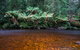 Mt Field And Styx Valley Photography Tour - thumb 4