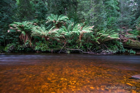 Mt Field And Styx Valley Photography Tour - Accommodation Mermaid Beach 4