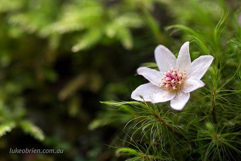 Mt Field And Styx Valley Photography Tour - Accommodation Mermaid Beach 5