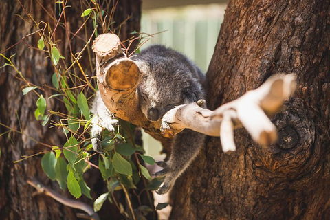 Phillip Island Medium Size Group Tour - Accommodation Mermaid Beach 1
