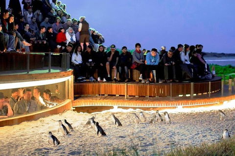 Phillip Island Medium Size Group Tour - Accommodation Mermaid Beach 3