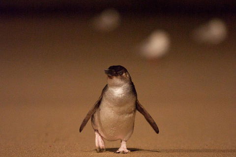 Phillip Island Medium Size Group Tour - Accommodation Mermaid Beach 4