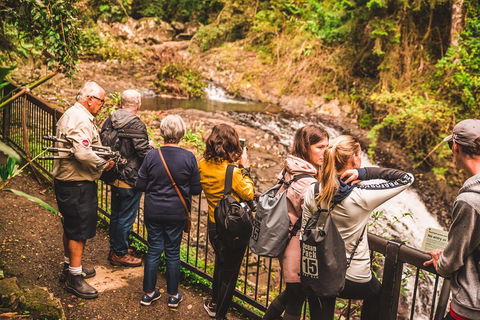 Full-day Springbrook National Park Tour From The Gold Coast - Accommodation Mermaid Beach 0