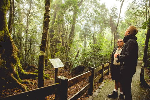Full-day Springbrook National Park Tour From The Gold Coast - Accommodation Mermaid Beach 1